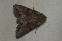 Lacanobia w-latinum