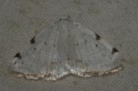 Lomographa bimaculata