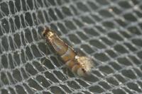 Phyllonorycter ulmifoliella