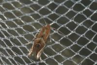 Phyllonorycter ulmifoliella