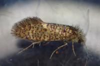 Dyseriocrania subpurpurella