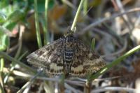 Pyrausta despicata despicata