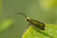 Micropterix calthella