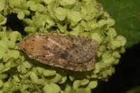 Conistra rubiginea