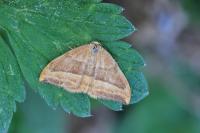 Watsonalla cultraria