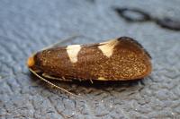 Incurvaria masculella