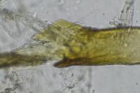 Nemapogon granellus