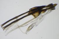 Incurvaria masculella
