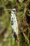 Ancylis laetana