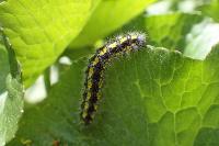 Callimorpha dominula