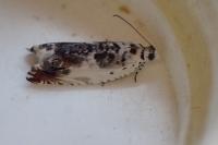 Ancylis laetana
