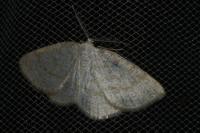 Cabera exanthemata