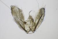 Adaina microdactyla