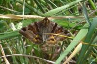 Euclidia glyphica
