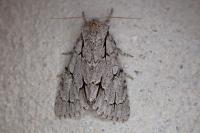 Acronicta psi
