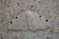 Lomographa bimaculata