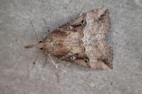 Hypena rostralis