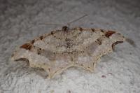 Macaria alternata