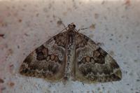 Thera britannica