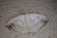 Lomographa temerata