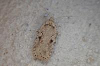 Agonopterix ocellana