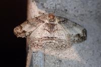 Paradarisa consonaria