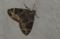 Ecliptopera silaceata
