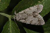 Acronicta psi/tridens