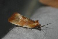Eulia ministrana