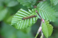 Malacosoma neustria