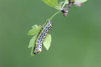 Diloba caeruleocephala