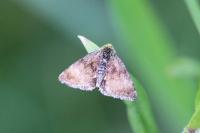 Panemeria tenebrata