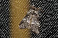 Drymonia dodonaea