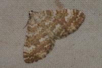 Perizoma flavofasciata