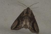 Egira conspicillaris