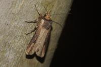 Axylia putris