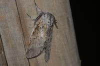Cerura vinula