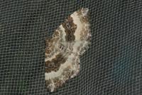 Epirrhoe rivata