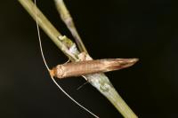 Nematopogon metaxella