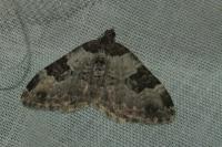 Xanthorhoe fluctuata