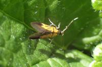 Schiffermuelleria schaefferella