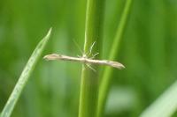 Adaina microdactyla