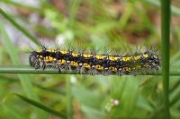 Callimorpha dominula