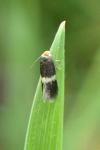 Ectoedemia occultella