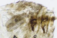 Ectoedemia occultella
