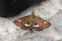 Pyrausta aurata
