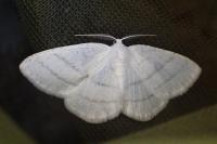 Cabera pusaria