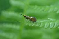 Micropterix aruncella