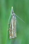 Crambus lathoniellus