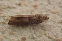 Epinotia tetraquetrana